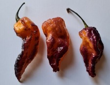 20 semi di Peperoncino Black