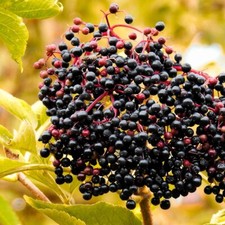 Sambuco Sampo 2L - Una nobile