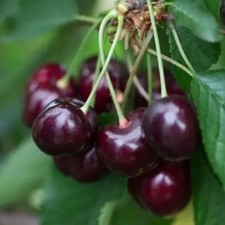 PIANTA DA FRUTTO CILIEGIA