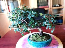 Bonsai di Olmo cinese Zelkova