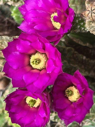 Echinocereus moricalii - , a