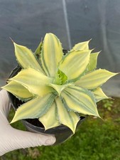Pianta agave cactus - agave,