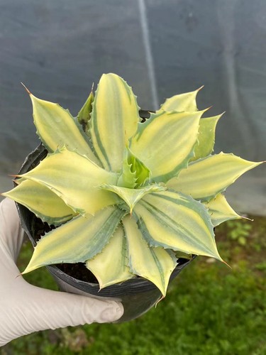 Pianta agave cactus - di,