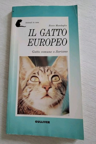 Gatto europeo rocco - il,