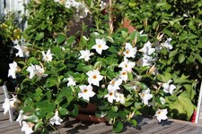 6 PIANTE DI DIPLADENIA BIANCA