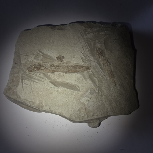 Fossile pesce impronta e - fossile,