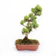Bonsai pinus parviflora - bonsai,