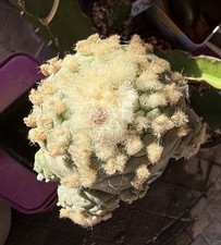 RARE 7.7Cm Grafted Ariocarpus