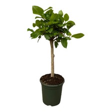 Ficus Altissimo variegata -