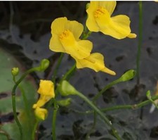 Pianta carnivora acquatica