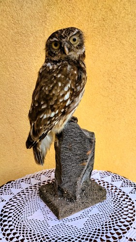 Trofeo caccia esemplare - di,