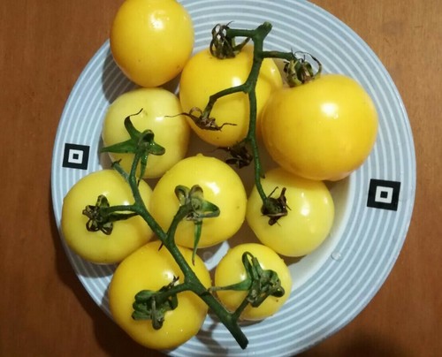 Semi pomodoro ponderosa - 50,