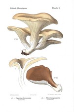 Stampa antica FUNGHI Pleurotus