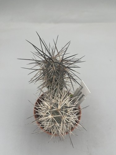 Tephrocactus alexanderi black - alexanderi,