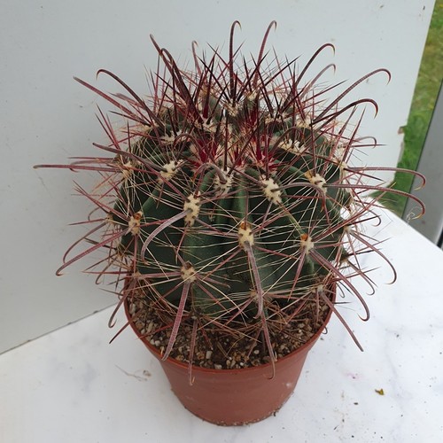 Cactus ferocactus wislizenii - -,