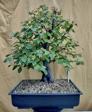 BONSAI Pseudocydonia Sinensis.