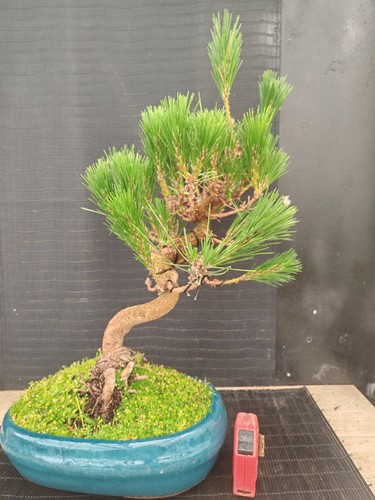 Bonsai pino nero - tumbergii,