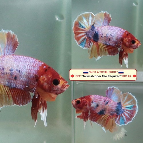 Live betta fish - betta,