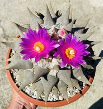 RARITY Very Old Ariocarpus