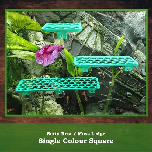 Scaffale per acquario - , piante