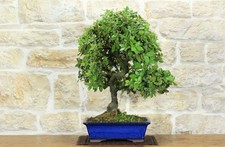Bonsai di Quercia - Leccio