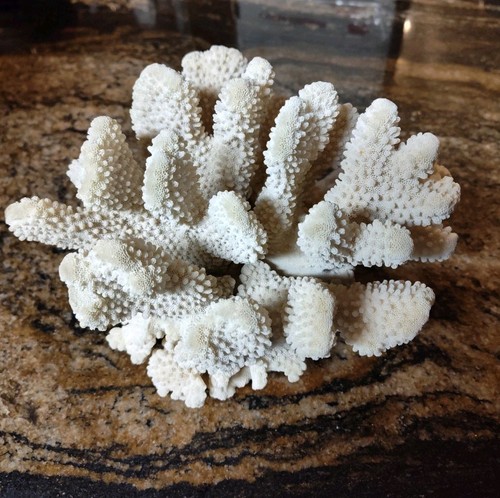 Espositore grande cavolfiore
