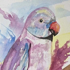 Dipinto acquerello pappagallo