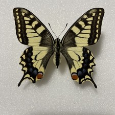 Entomologia*Papilio