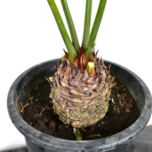 Cycas hoabinhensis 10x12cm - cycas,