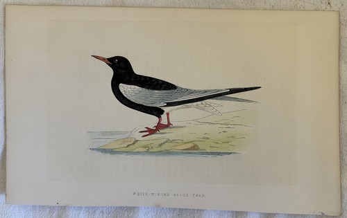 White winged black - white, tern