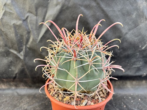 Ferocactus peninsulae baja - ferocactus,