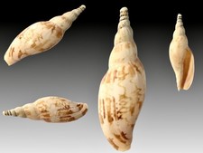 Volutidae, Alchitoe fissurata