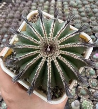 Uebelmannia pectinifera