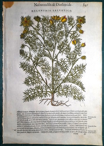 Stampa antica mattioli - antica,
