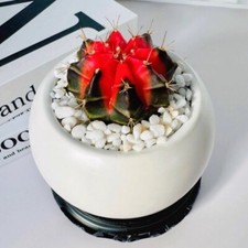 Pianta di cactus succulenta 3