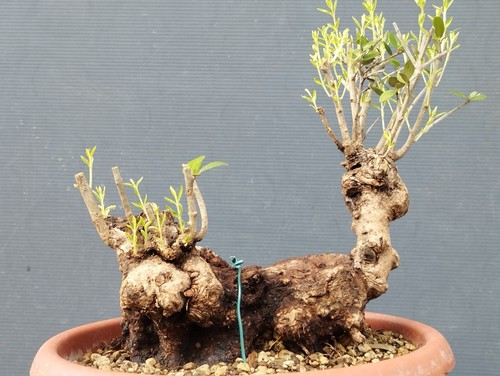 Bonsai olivastro 20x20cm - 20x20cm, in