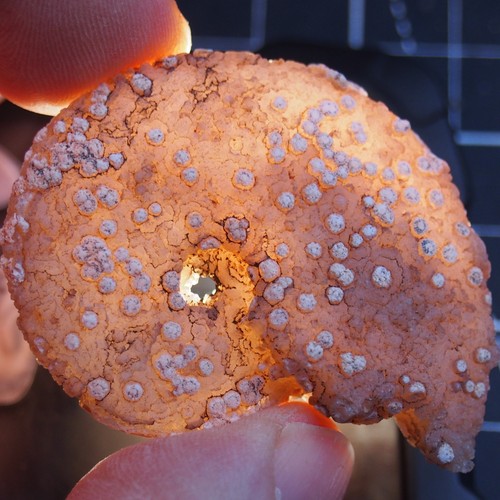 Ammonite calcedonio - 54,