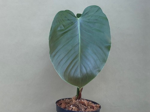 Philodendron lynamii