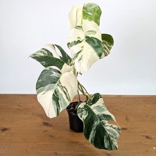 Monstera Albo - Exact Plant 4