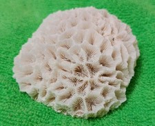 Corallo Bianco Fossile