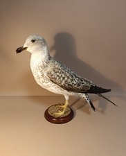 Taxidermy, Cabinet De Curiosites, Birds: Gabbiano Reale Zampe Gialle 