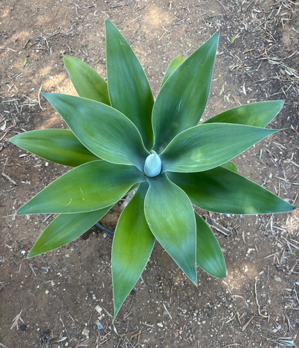 Agave attenuata pianta - agave,