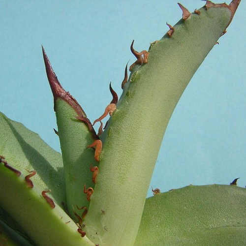 Agave titanota vaso - agave, (vaso