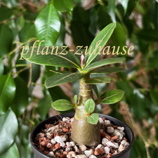 Adenium Arabicum "Pelle Rossa". Rosa del deserto, 2 semi.