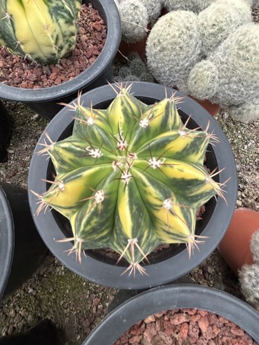 Raro cactus melocactus - raro,