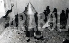 Foto vintage Animali, Piccioni viaggiatori, stampa 18 x 13 cm