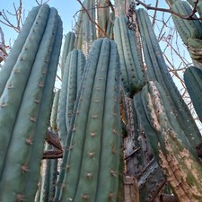 Pachanoi, San🌵Pedro, clone