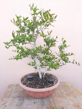 BONSAI Punica granatum Nana - Melograno Nano Vaso D. 26 cm H. 48cm