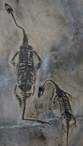 Dinosauro nuotatore - , 2x