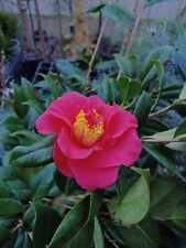 CAMELLIA JAPONICA CAMELIA